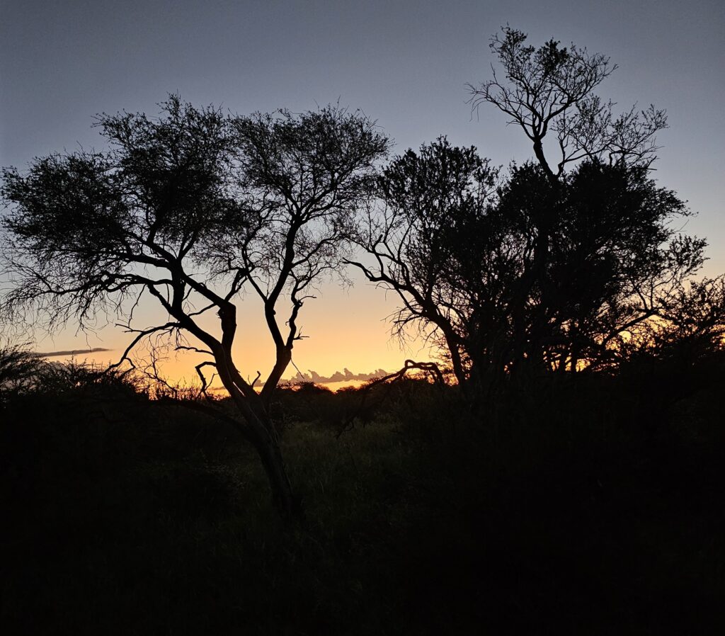 Sunset in Africa through the trees