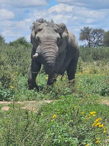 Rescued elephant in the bush. Seeing wildlife on a conservation safari