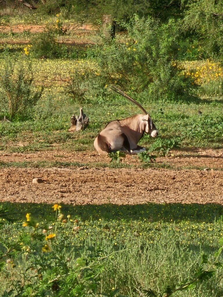 A gemsbok resting by the dining tent. The views from camp proved a rich sourcel of seeing wildlife.