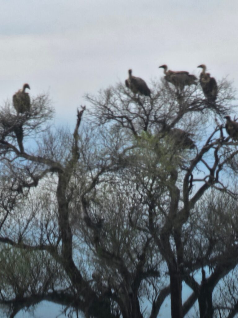 We see the vultures gathered and waiting. This tells us there is a fresh kill nearby and they are waiting for the predator to leave so they can eat. Seeing wildlifre in the Kalahari