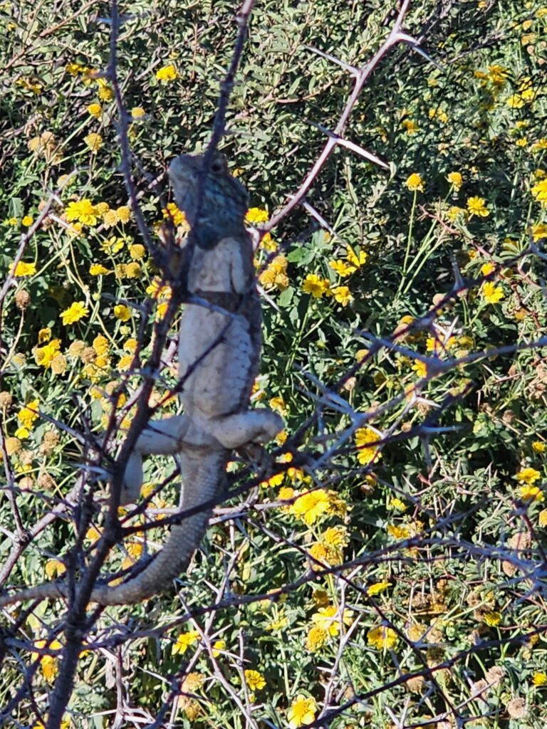 Blue-headed aragan lizard atop a small tree.